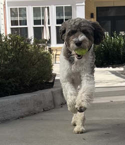 Senior living community dog running outside