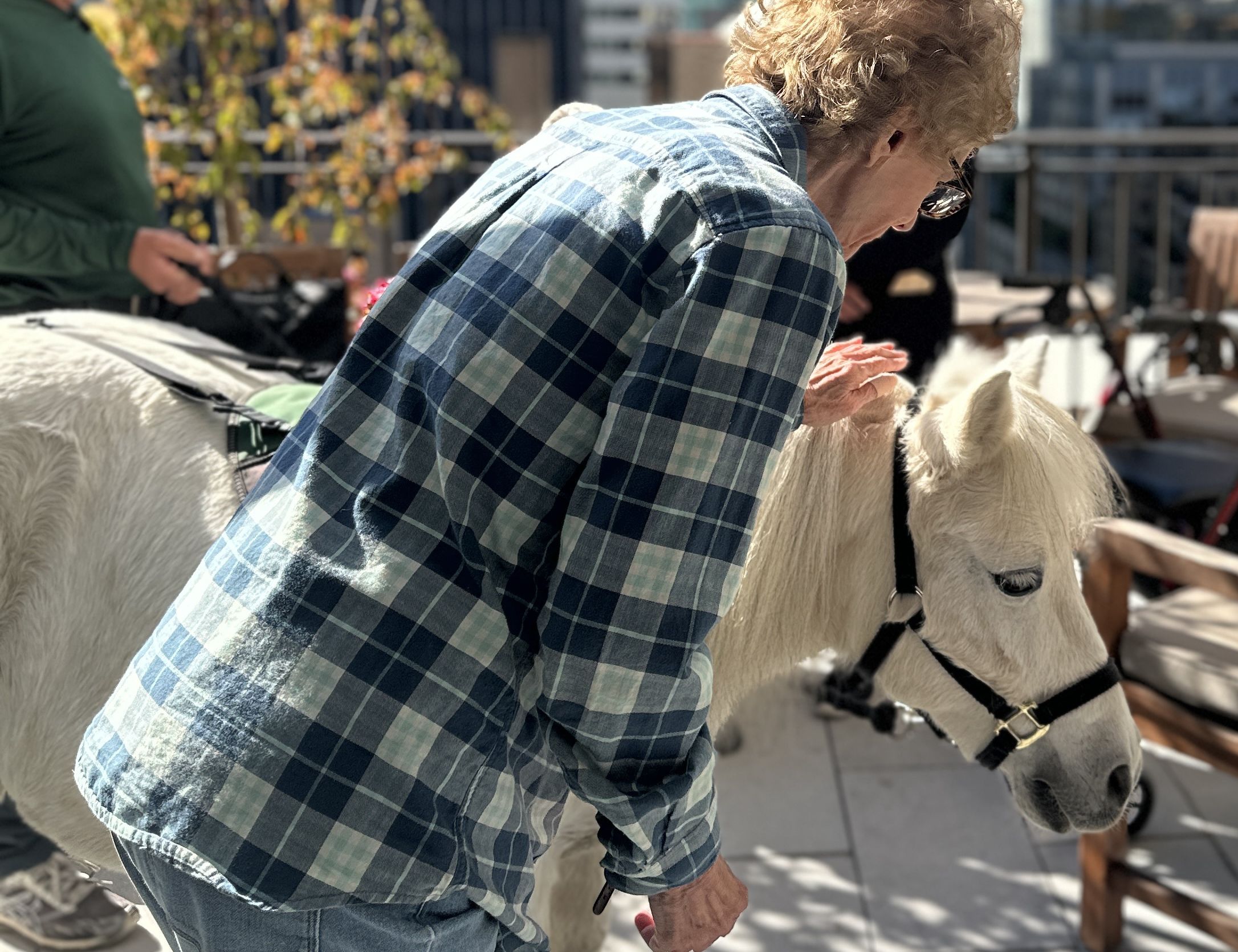 Senior living resident petting miniature therapy horse