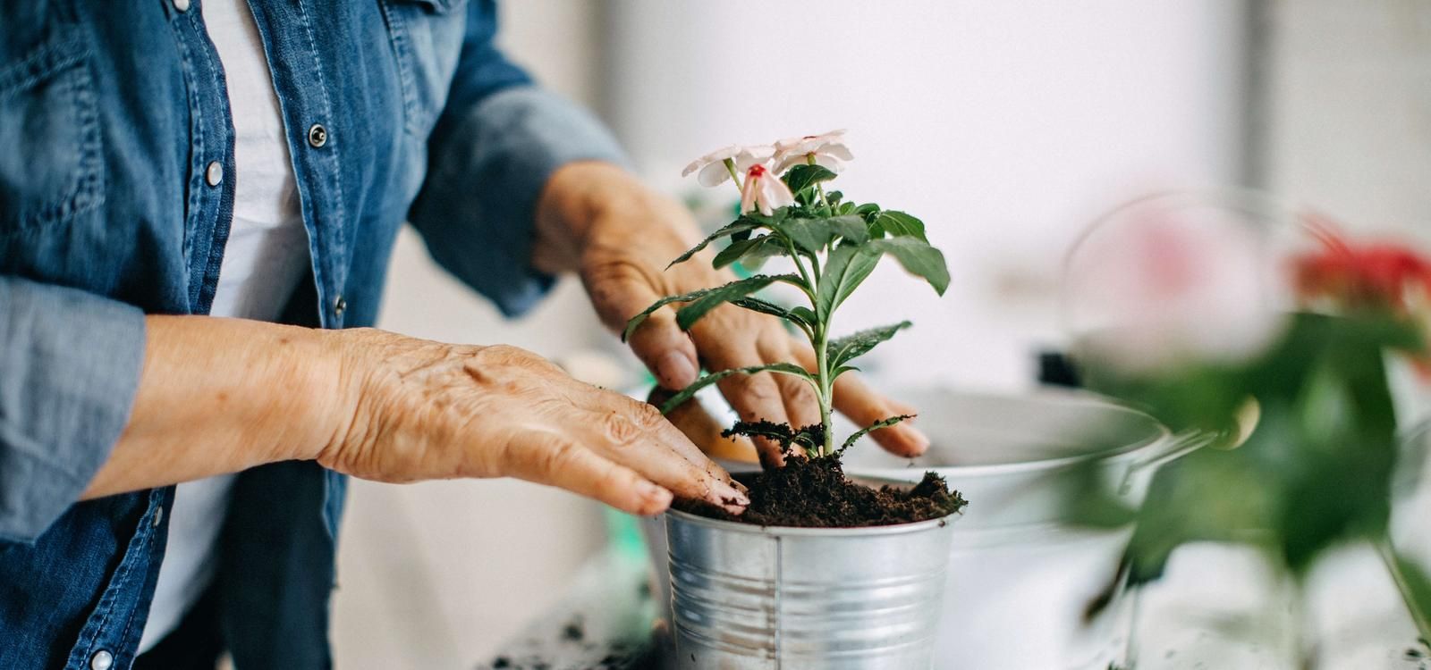 Senior gardening