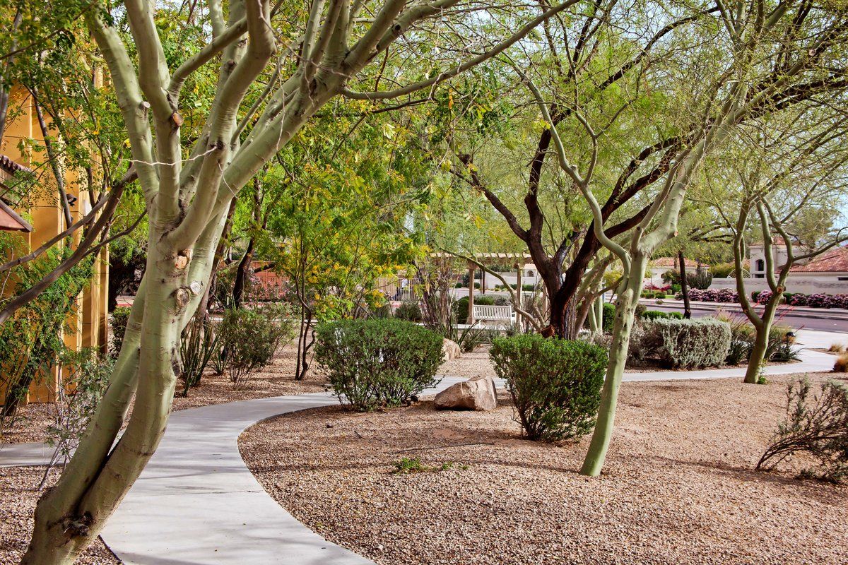 Walking Path at Sunrise of Scottsdale