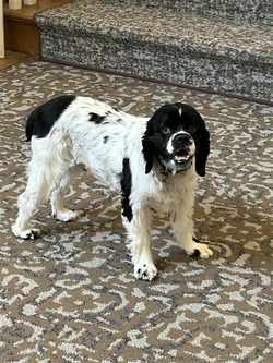 Community dog at Sunrise of Naperville North